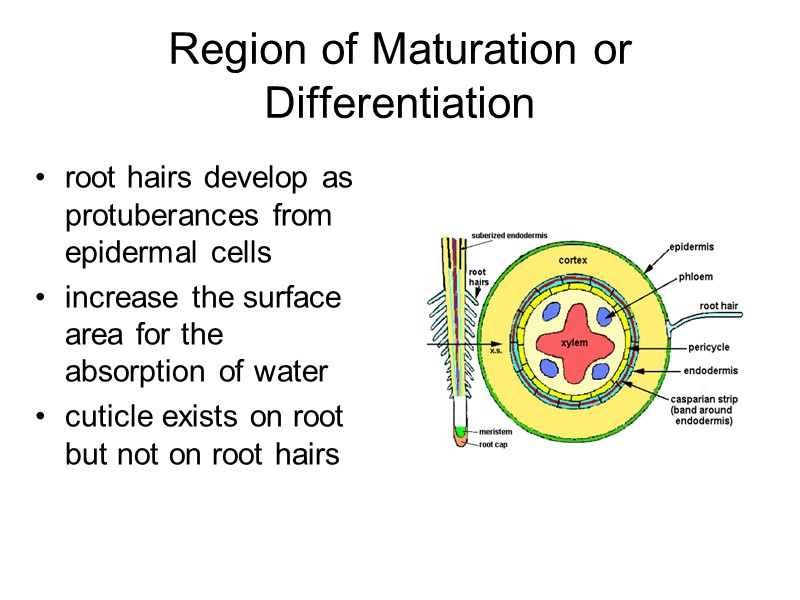 Region of Maturation or Differentiation root hairs develop as protuberances from epidermal cells increase